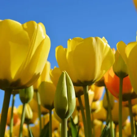 In Near * Noordwijkerhout