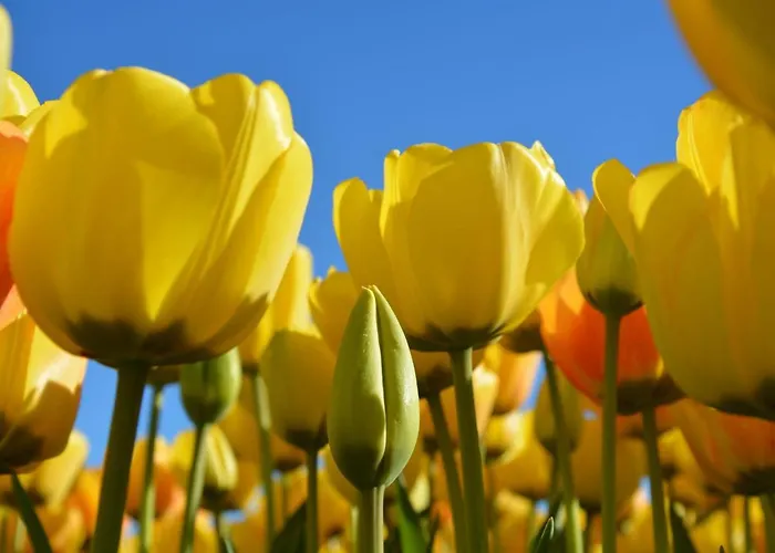 In Near * 诺德克豪特